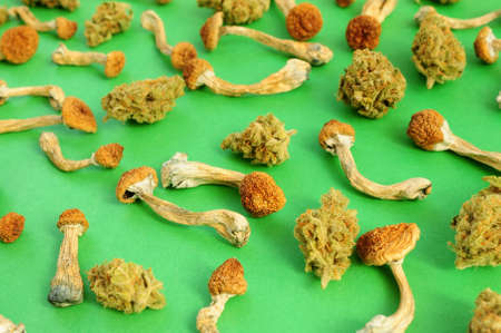 Dry psilocybin mushrooms on green background, natural pattern. Psychedelic magic mushrooms Golden...