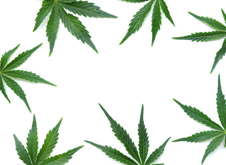 Cannabis leaves, marijuana pattern isolated on white background. Herbal medicine. Hemp recreation, legalization concept.の写真素材