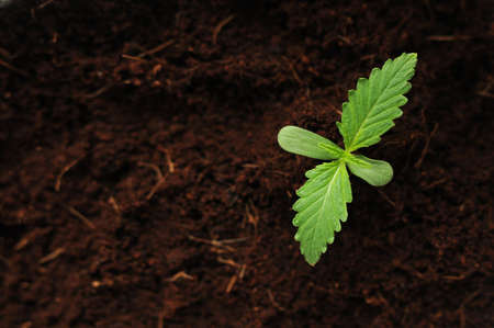 Cannabis sprout close up. Fresh young marijuana leaves grows in soil, flat lay. Growing concept.