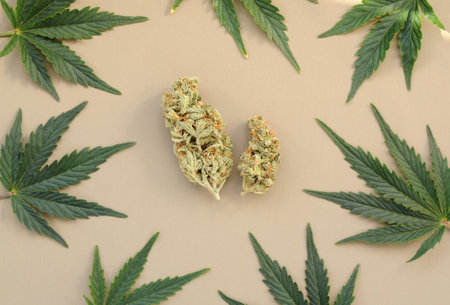 Cannabis pattern on gray background. Marijuana buds and fresh leaves, flat lat, top view. Hemp...