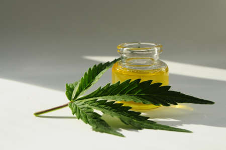 Marijuana oil, cbd recreation. Fresh cannabis leaf close up, isolated on white background. Home relaxation, pastime therapy. Alternative medicine.の写真素材