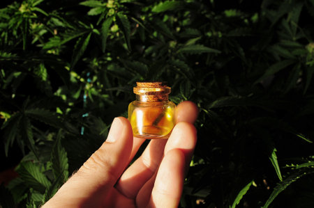 Marijuana oil, cbd recreation. Man's hand with cosmetic bottle on fresh cannabis shrub background, closeup. Home relaxation, pastime therapy. Alternative cosmetology.の写真素材