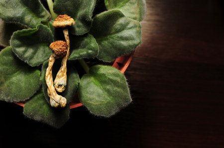 Dry psilocybin mushrooms on violet green leaves background. Psychedelic magic mushroom Golden Teacher. Yellow layout. Alternative medicine. Microdosing concept.の写真素材