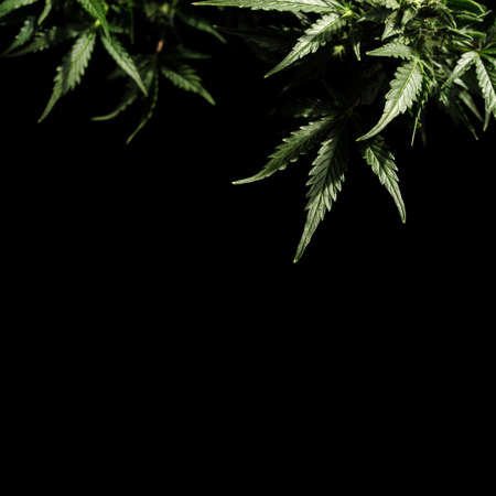 Blooming cannabis bush. Fresh plant isolated on black background, flat lat, top view. Green marijuana pattern. Herbal medicine layout. Hemp recreation, legalization concept.の写真素材