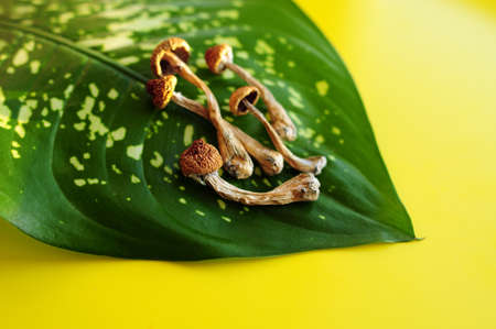 Dry psilocybin mushrooms on green leaf background. Psychedelic magic mushroom Golden Teacher. Yellow layout. Alternative medicine. Microdosing concept.の写真素材