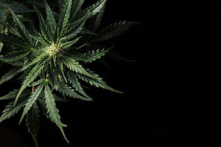 Blooming cannabis bush on blackの写真素材