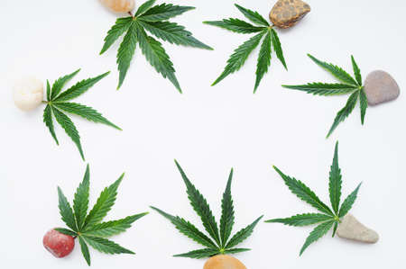 Cannabis leaves, marijuana pattern isolated on white background. Herbal medicine. Hemp recreation, legalization concept.の写真素材