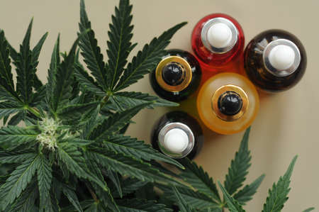 Cannabis cbd oil and green leaves on beigeの写真素材