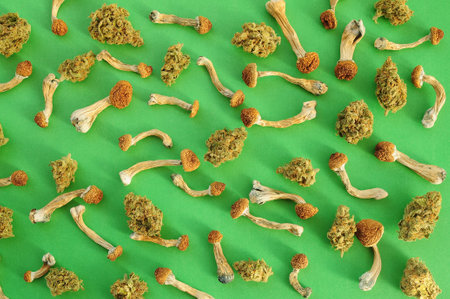 Microdosing concept. Dry psilocybin mushrooms and Marijuana buds on green background. Psychedelic experience. Hemp recreation, medical usage, legalization.の写真素材