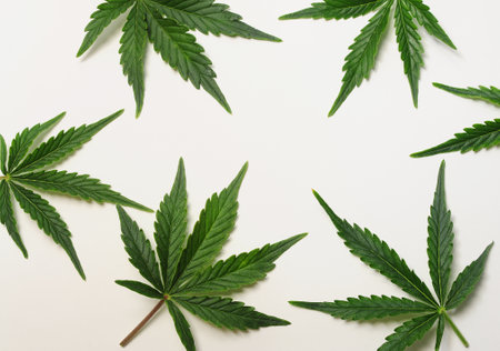 Cannabis leaves, marijuana pattern isolated on white background. Herbal medicine. Hemp recreation, legalization concept.の写真素材