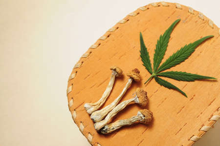 Dried psilocybe cubensis psilocybin mushrooms and cannabis leaf on woodenの写真素材