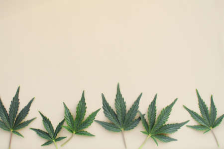 Cannabis background. Fresh indica leaves, marijuana pattern isolated on white background. Herbal medicine. Hemp recreation, legalization concept.の写真素材