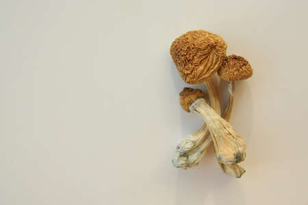 Psilocybe Cubensis mushrooms isolated on white background. Psilocybin psychedelic magic mushrooms Golden Teacher. Top view, close up. Micro-dosing concept.の写真素材