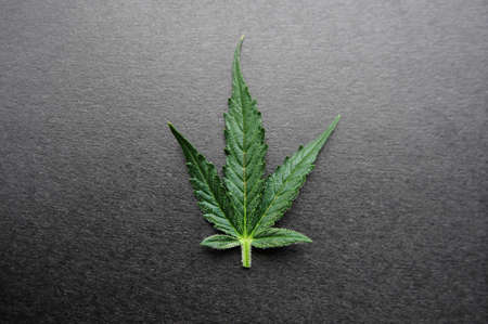 Cannabis plant. Fresh marijuana leaf isolated on black background.の写真素材