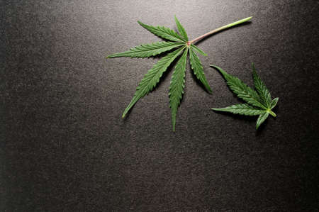 Cannabis leaves. Fresh marijuana plant isolated on black background.の写真素材