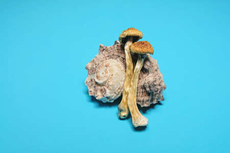 Psilocybin mushrooms and a seashell on blue background. Psychedelic magic Golden Teacher mushrooms....