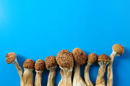 Dry psilocybin mushrooms on bright blue background. Psychedelic magic mushroom Golden Teacher. Medical usage. Microdosing concept.の写真素材