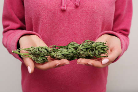 Cannabis buds in woman's hands. Harvest time. CBD recreation, pastime concept.の写真素材