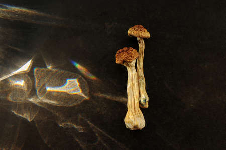 Microdosing concept. Dry psilocybin mushrooms on black background illuminated by sunlight....