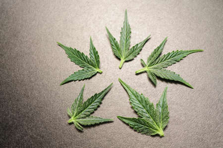 Cannabis leaves, marijuana plant isolated on black background. Herbal medicine. Hemp recreation, legalization concept.の写真素材