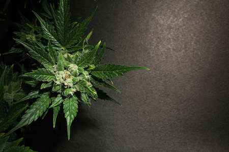 Blooming cannabis bush. Fresh plant isolated on black background, flat lat, top view. Green marijuana leaves. Herbal medicine layout. Hemp recreation, legalization concept.の写真素材