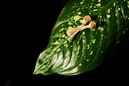 Dried psilocybin mushrooms on green leaf, black background. Psychedelic magic mushroom Golden...
