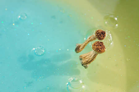 Psilocybin mushrooms on blue background. Psychedelic magic trip, cosmic consciousness. Dried Psilocybe Cubensis Golden Teacher in row, isolated, flat lay. Micro-dosing concept.の写真素材