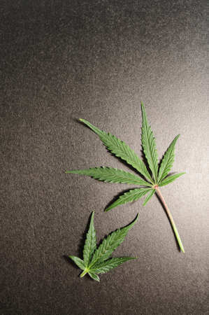Cannabis leaves. Fresh marijuana plant isolated on black background.の写真素材