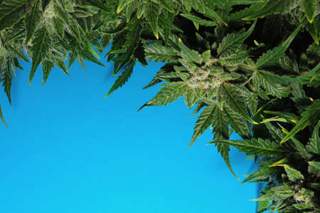 Cannabis background. Fresh plant isolated on bright blue. Marijuana leaves close up.