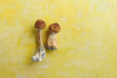 Psilocybe Cubensis mushrooms isolated on yellow background. Psilocybin psychedelic magic mushrooms Golden Teacher. Dried organic shrooms with white copy space. Microdosing concept.の写真素材