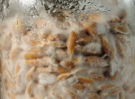 Mushroom's mycelium close-up, mycelium on grain. Growing and cultivating organic Psilocybe Cubensis...