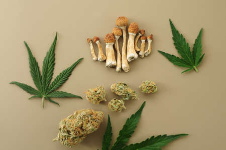 Psychedelic trip, CBD recreation. Micro-dosing concept. Dried psilocybe mushrooms, cannabis buds, marijuana leaves on ivory background.の写真素材