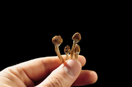 Psilocybin mushrooms in man's hand on black background. Psychedelic magic trip. Dried edible mushrooms Golden Teacher. Medical usage. Microdosing concept.の写真素材