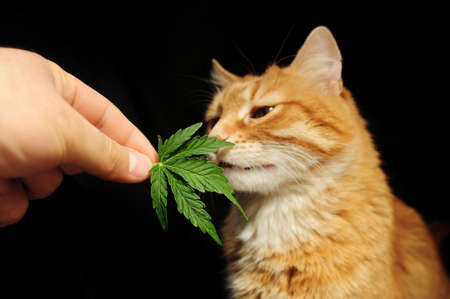 Pet therapy with CBD oil. Marijuana leaf in man's hand close-up. Beautiful ginger cat on black background.の写真素材
