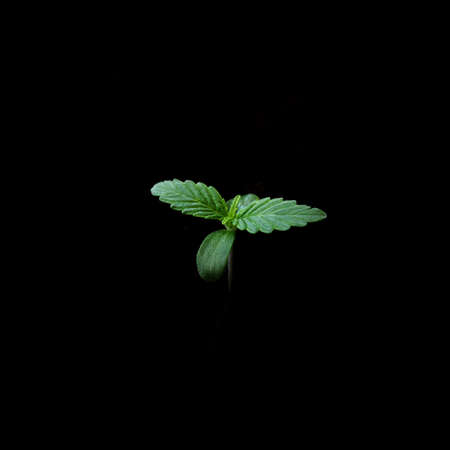 Cannabis sprout close-up isolated on black background. Fresh young marijuana leaves grows in soil, flat lay. Growing concept.の写真素材