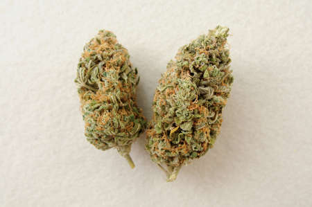 Marijuana buds close-up. Medicinal cannabis flowering on white background. Hemp recreation, medical use, legalization.の写真素材