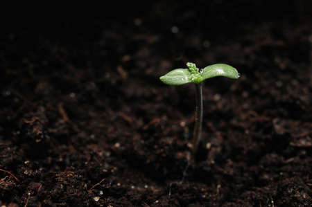 Cannabis sprout close-up isolated on black background. Fresh young marijuana leaves grows in soil, flat lay. Growing concept.の写真素材