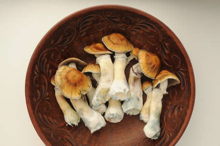 Psychedelic psilocybin mushrooms Golden Teacher, top view, close-up. Psilocybe Cubensis raw...