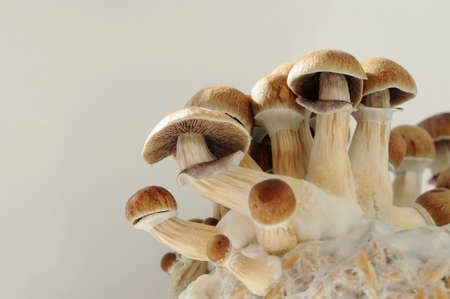 Psilocybin mushrooms Golden Teacher on mycelium block, close-up. Psychedelic Psilocybe Cubensis raw mushrooms isolated on white background. Micro-dosing concept.の写真素材