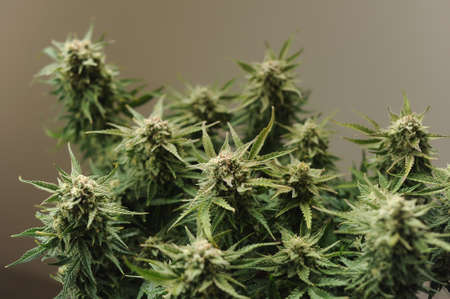 Blooming cannabis bush. Fresh plant isolated on brown background. Green marijuana leaves. Herbal medicine layout. Hemp recreation, micro growing concept.の写真素材