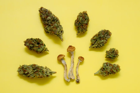Layout of dried psilocybe mushrooms and marijuana buds on yellow background. Psychedelic trip, CBD recreation. Micro-dosing concept.の写真素材