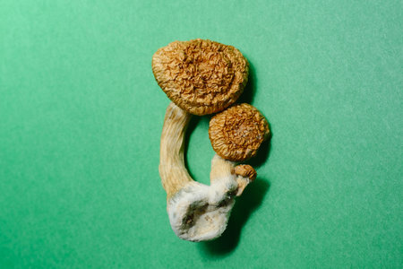 Close-up of psilocybin mushrooms on green paper background. Psychedelic magic mushrooms Golden...