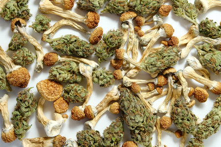 Psychotropic background. Pattern of dried psilocybin mushrooms and cannabis buds on white...