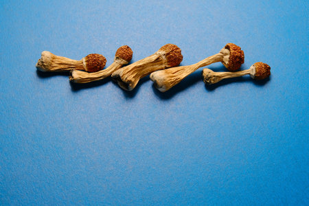 Psilocybin mushrooms on blue background. Psychedelic magic mushrooms Golden Teacher. Medical use,...