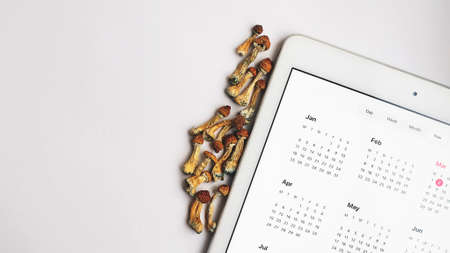 Microdosing planner. Dried psilocybin mushrooms Golden Teacher with digital calendar on white background. Psychedelic Psilocybe Cubensis mushrooms. Medical use.の写真素材