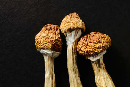 Macro of psilocybin mushrooms on black paper background. Psychedelic magic mushroom Golden Teacher. Medical use of magic mushrooms, alternative antidepressant. Micro-dosing concept.の写真素材
