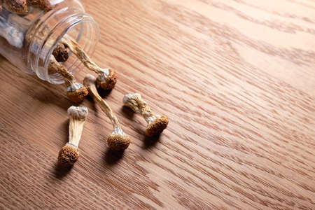 Psilocybin mushrooms spills from a storage jar on wooden surface, top view, flat lay. Psychedelic...