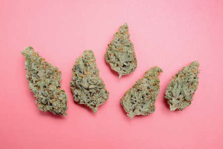 Marijuana buds closeup. Medicinal cannabis flowering on rose background, isolated. Hemp recreation,...