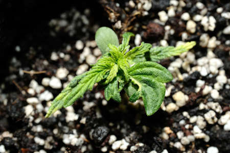 Mutation of the cannabis plant. Marijuana disease. Macro