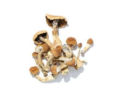 Psilocybe Cubensis mushrooms on white background, isolated layout. Psilocybin psychedelic magic mushrooms Golden Teacher. Top view, flat lay. Magic consciousness concept.の写真素材